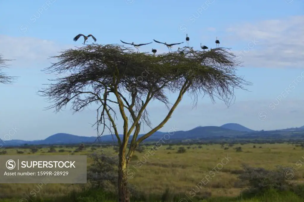 European storks at dusk on Acacia Tree in Lewa Conservancy, Kenya, Africa