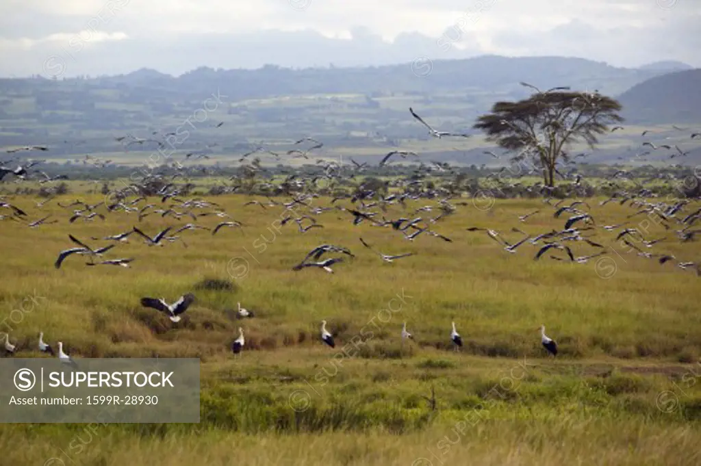 European storks flying near Acacia Tree in Lewa Conservancy, Kenya, Africa