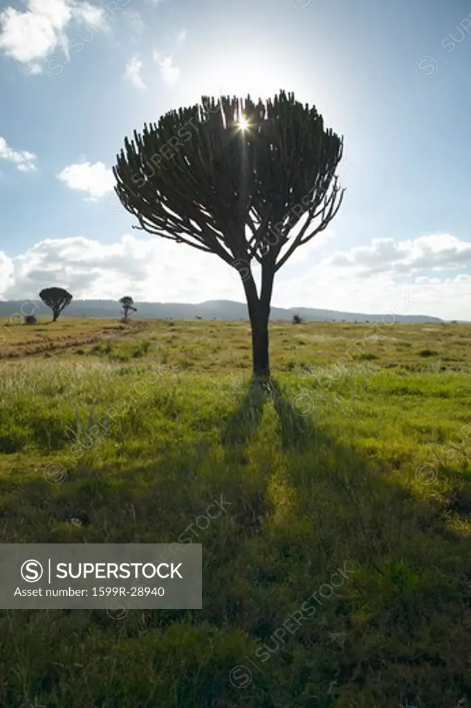 Mount Kenya and lone Acacia Tree with sun shining through branches at Lewa Conservancy, Kenya, Africa