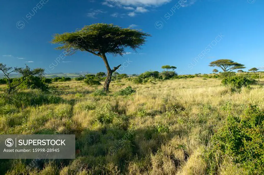 Mount Kenya and lone Acacia Tree at Lewa Conservancy, Kenya, Africa