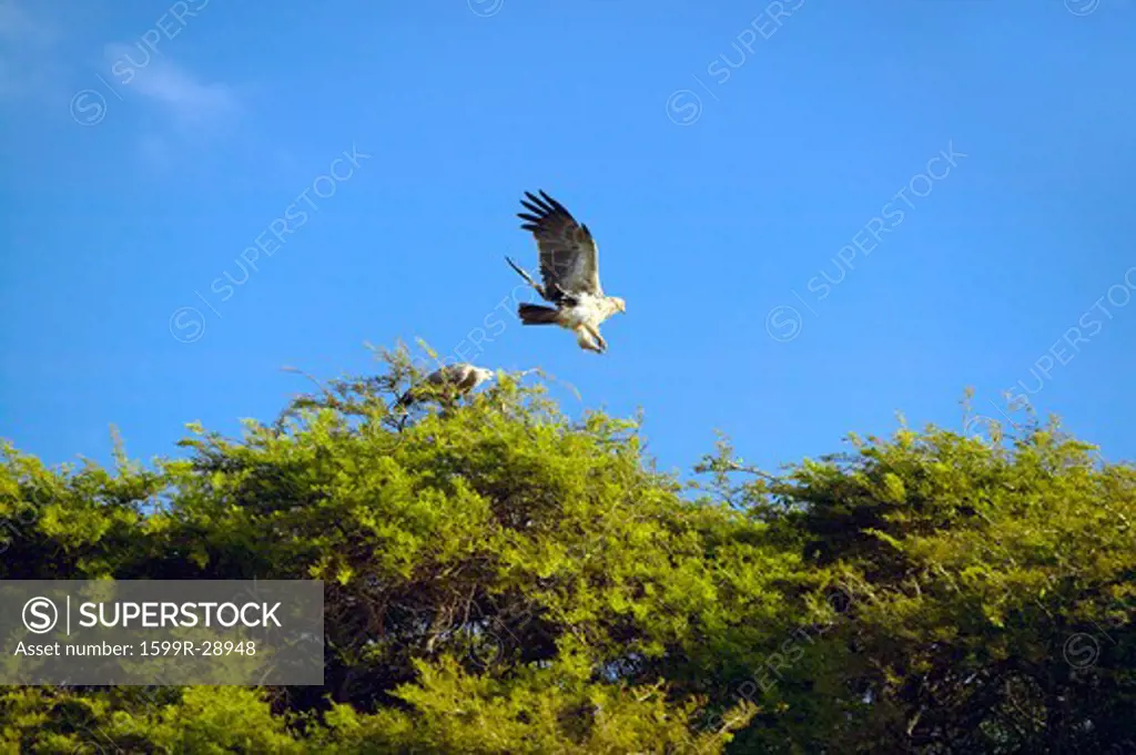 African Fish Eagle flying from tree at Lewa Conservancy, Kenya, Africa