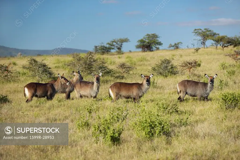 Group of waterbucks looking into camera with Mount Kenya in background, Lewa Conservancy, Kenya, Africa
