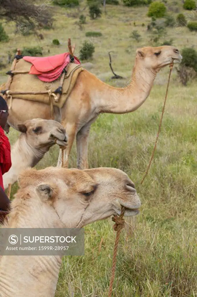 Camels at Lewa Conservancy, Kenya, Africa
