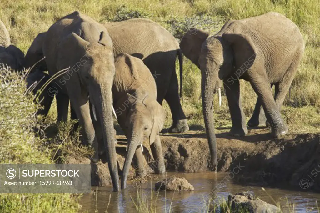 African Elephants drinking water at pond in afternoon light at Lewa Conservancy, Kenya, Africa