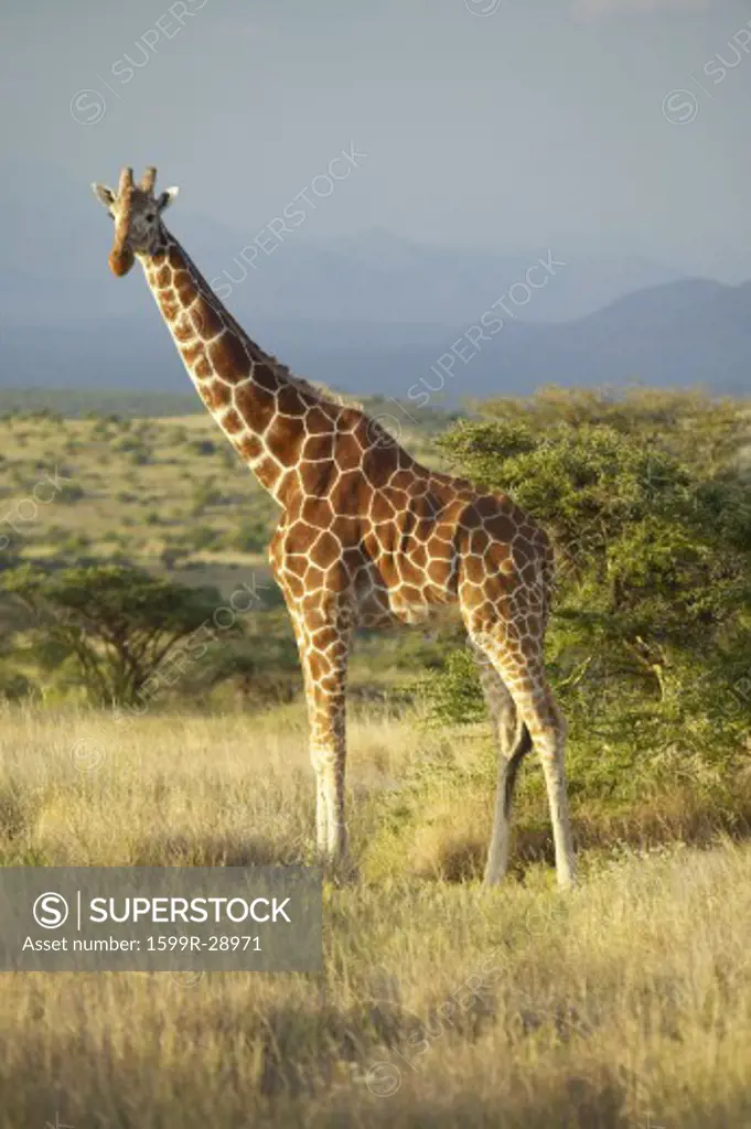 Giraffe in sunset light at Lewa Conservancy, Kenya, Africa