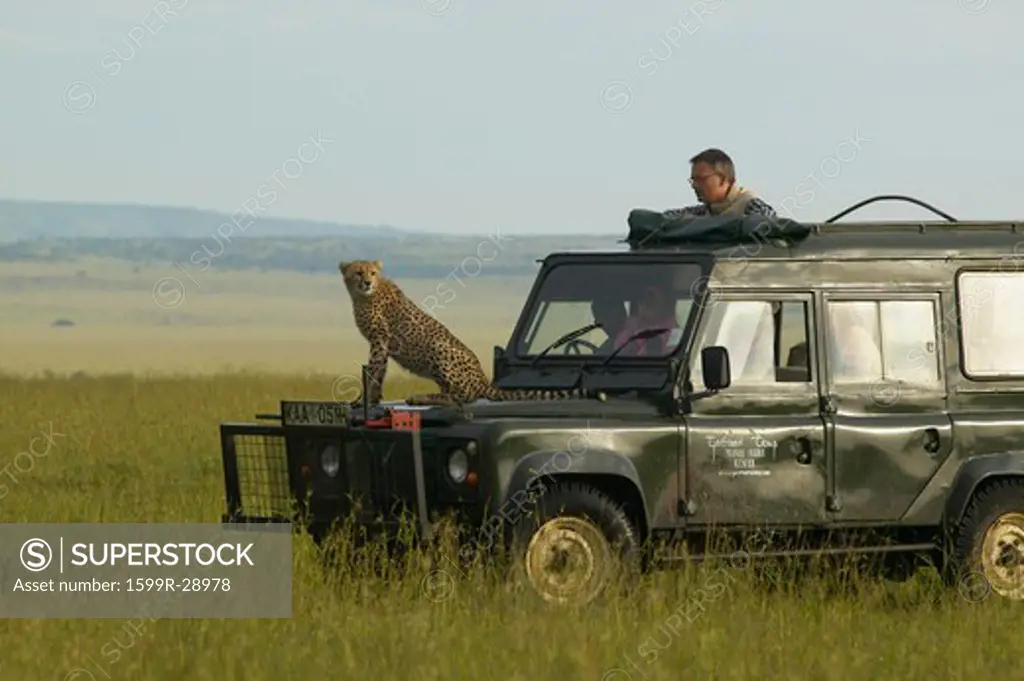 Cheetah surveying grasslands from top of Landrover Vehicle with man watching in Masai Mara near Little Governor's camp in Kenya, Africa