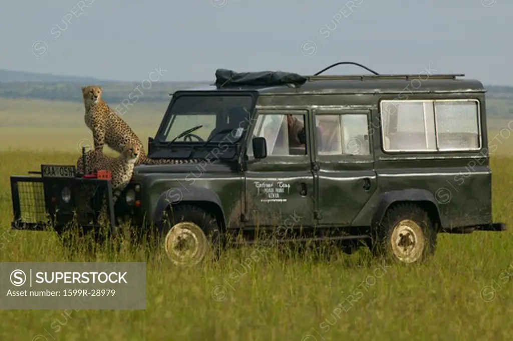 Cheetahs survey grasslands from top of Landrover Vehicle in Masai Mara near Little Governor's camp in Kenya, Africa