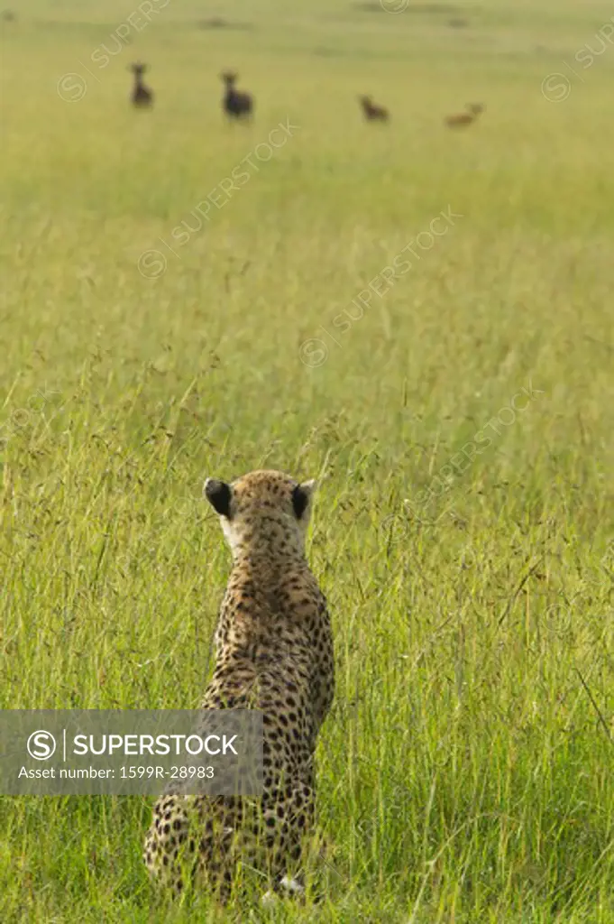 Cheetah stalking through high grasslands of Masai Mara near Little Governor's camp in Kenya, Africa