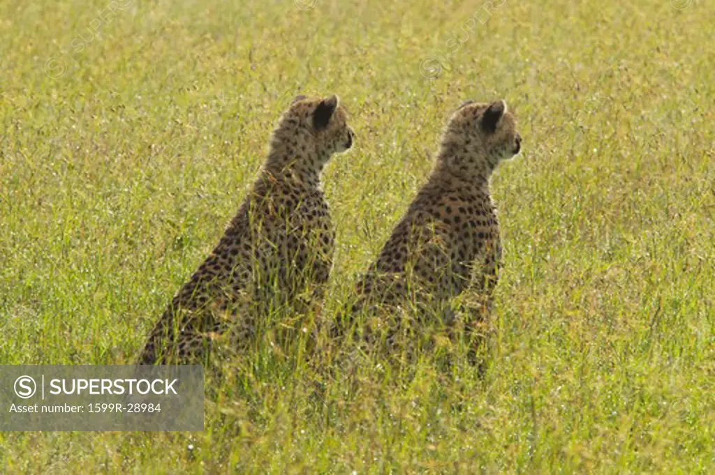 Two Cheetahs stalking through high grasslands of Masai Mara near Little Governor's camp in Kenya, Africa