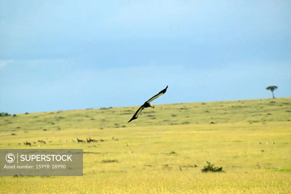 Crowned crane flying at Masai Mara near Little Governor's camp in Kenya, Africa