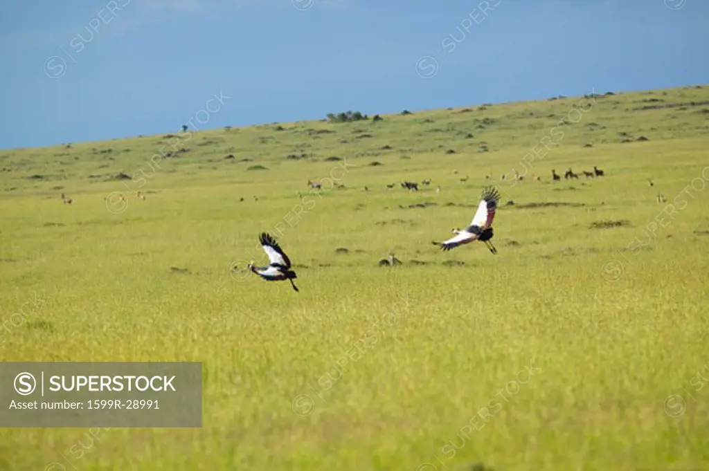 Crowned cranes flying at Masai Mara near Little Governor's camp in Kenya, Africa
