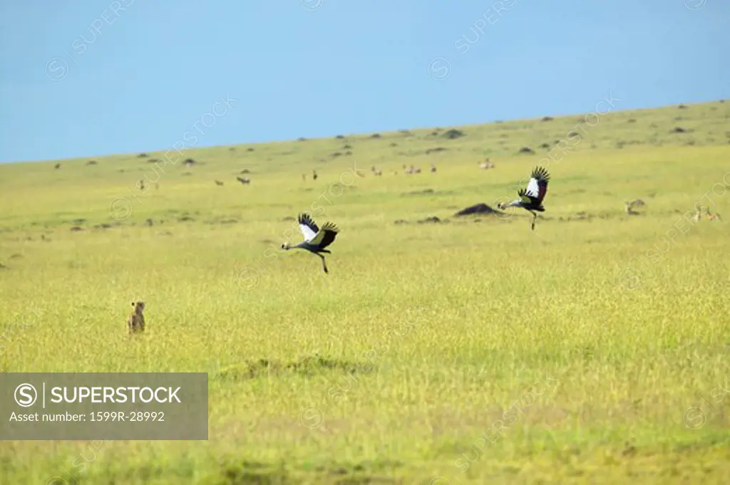 Crowned cranes flying over Cheetah at Masai Mara near Little Governor's camp in Kenya, Africa