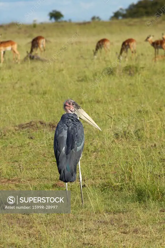 Maribu Stork and Impala in Lewa Conservancy, Kenya