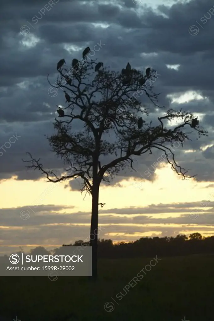 European storks in tree at sunset in Masai Mara near Little Governor's camp in Kenya, Africa