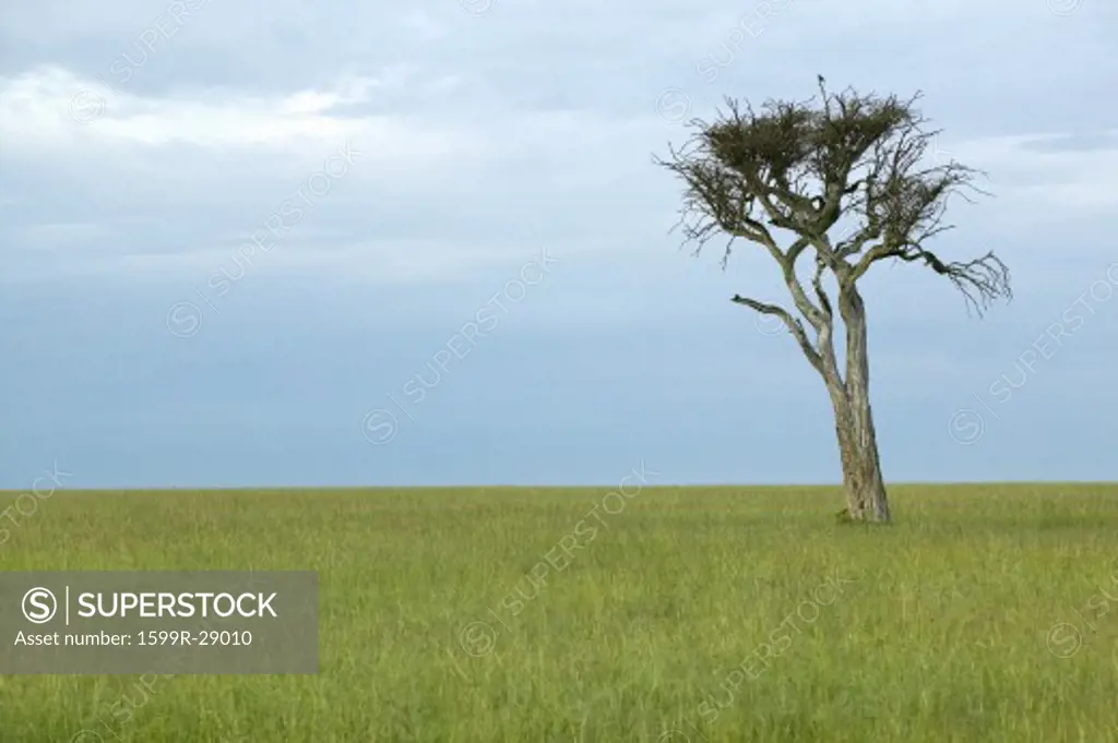 Lone tree at dusk in grasslands in Masai Mara in Kenya, Africa