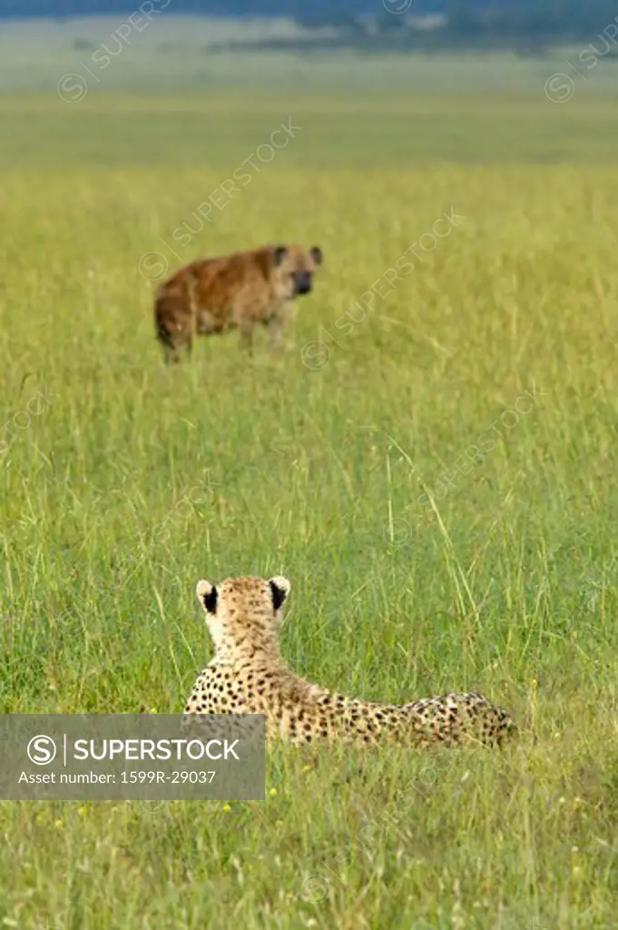 Cheetah stalking Spotted Hyena walking through high grasslands of Masai Mara near Little Governor's camp in Kenya, Africa