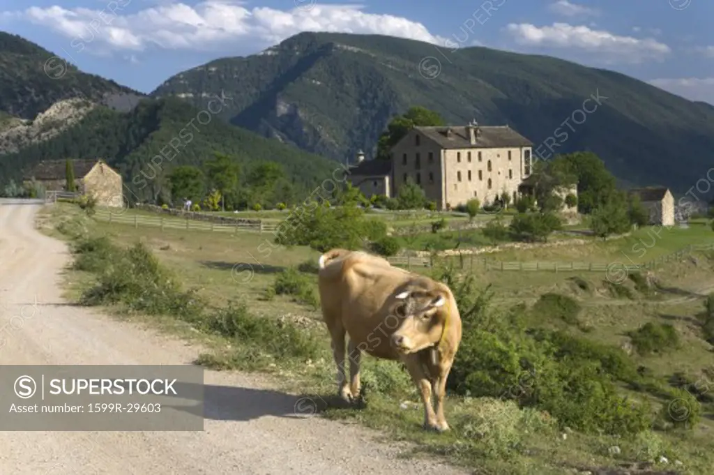 Cow in front of Casa de San Martin Inn, in Aragon, in the Pyrenees Mountains, Province of Huesca, Spain