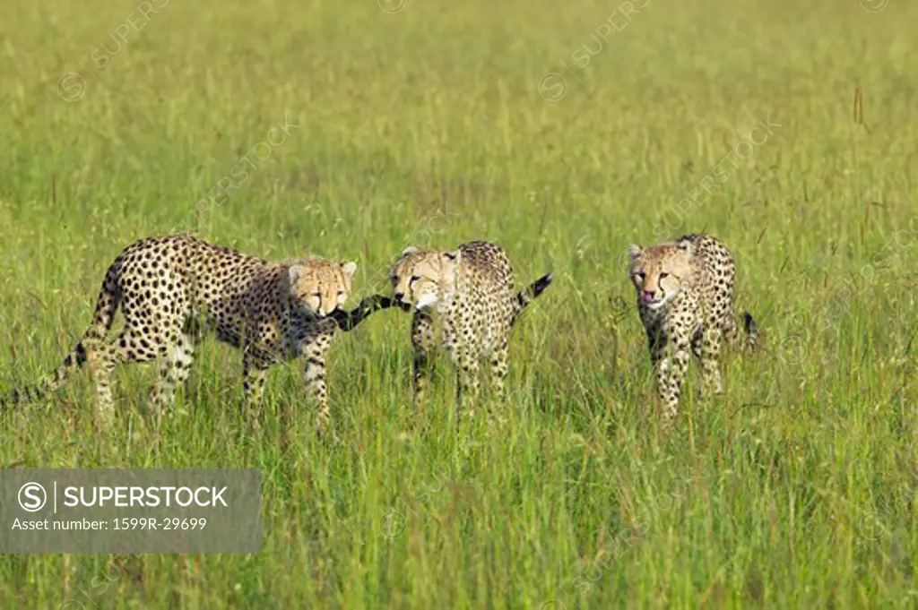 Three Cheetahs stalking in high grasslands of Masai Mara near Little Governor's camp in Kenya, Africa