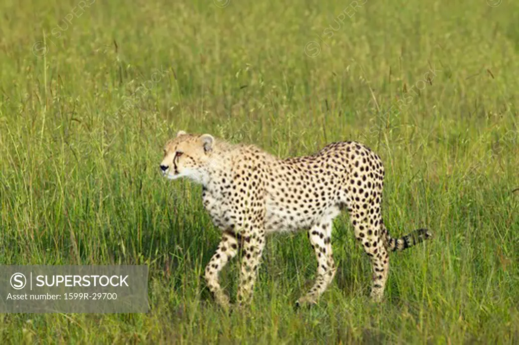 Cheetahs stalking through high grasslands of Masai Mara near Little Governor's camp in Kenya, Africa