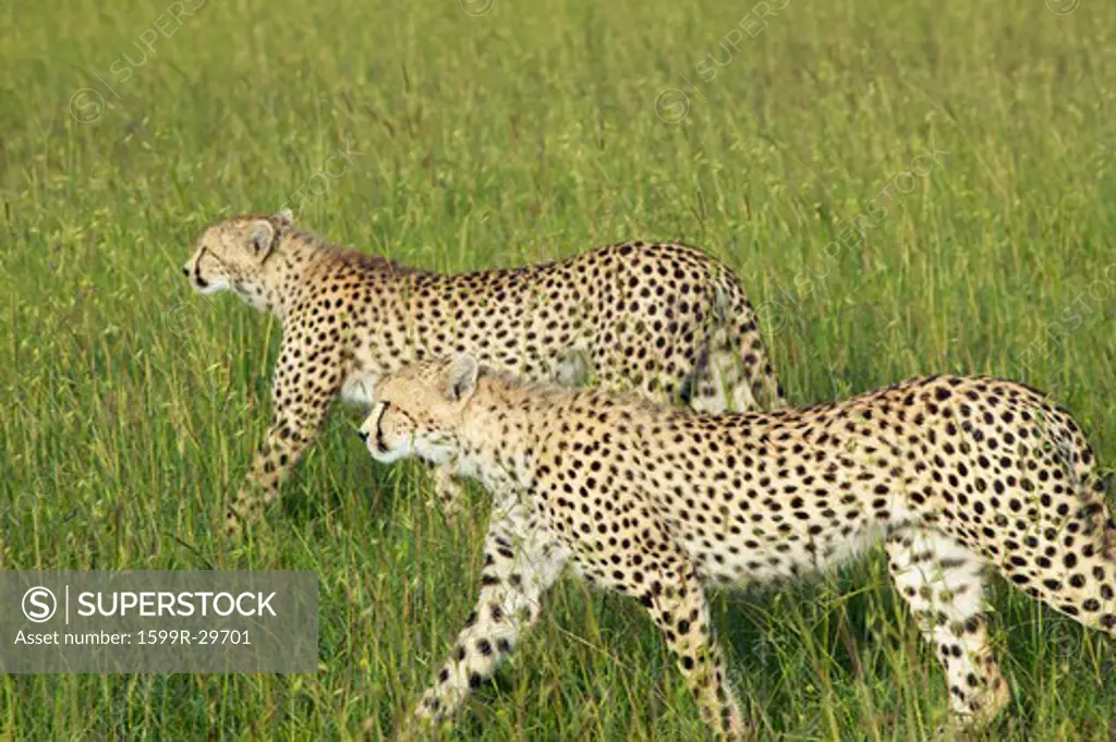 Two Cheetahs stalking through high grasslands of Masai Mara near Little Governor's camp in Kenya, Africa