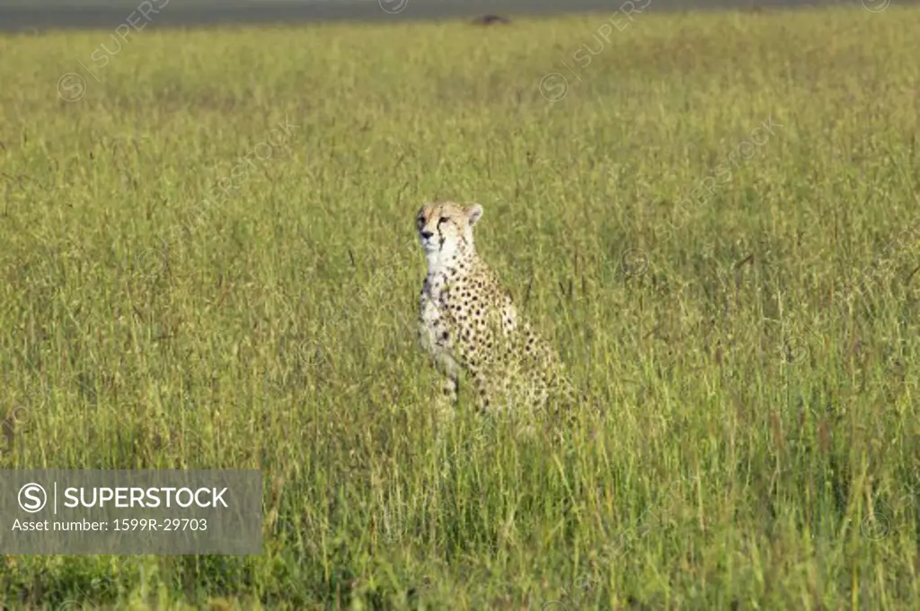 Cheetah sitting in high grasslands of Masai Mara near Little Governor's camp in Kenya, Africa