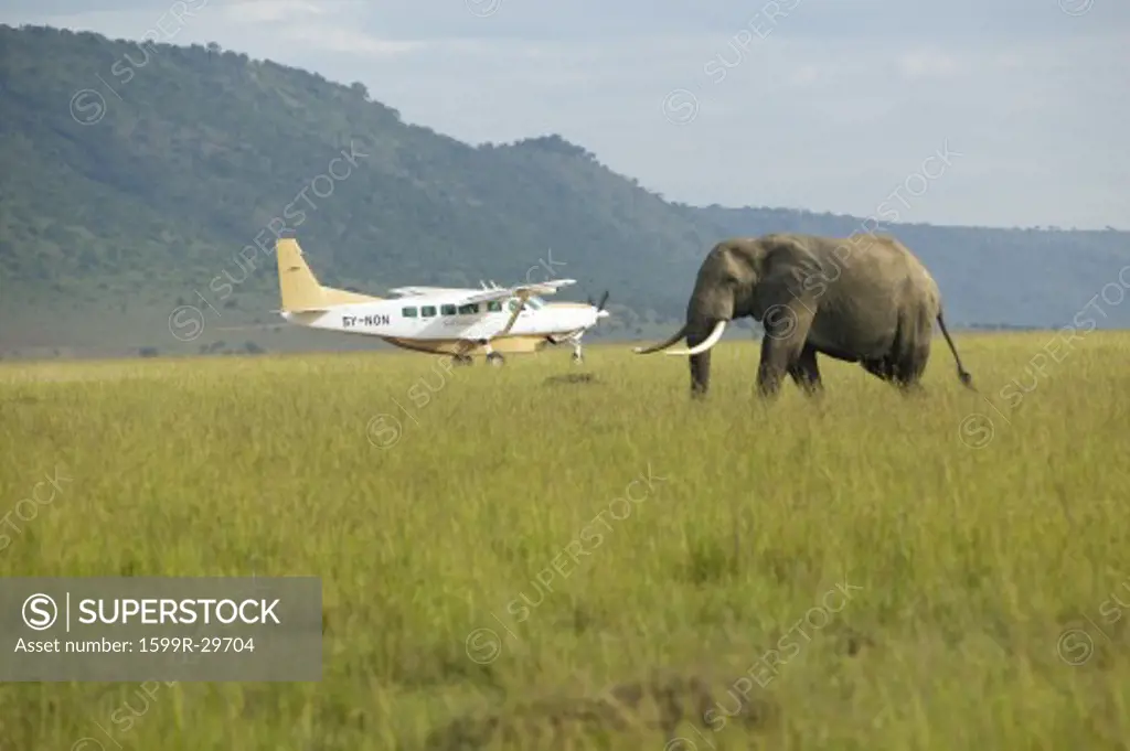 African Elephant and airplane from grasslands of Lewa Conservancy, Kenya, Africa