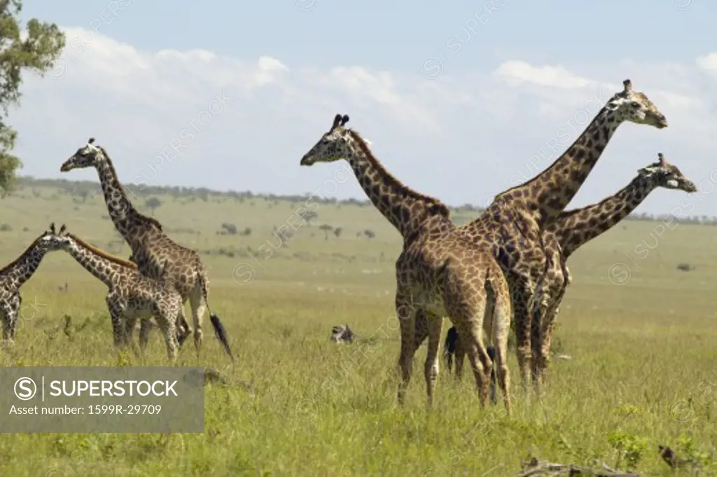 Giraffes in grasslands of Masai Mara near Little Governor's camp in Kenya, Africa