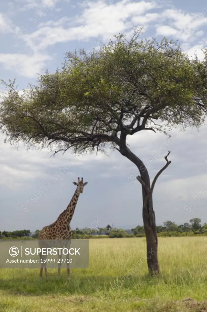 Giraffe and Acacia Tree in grasslands of Masai Mara near Little Governor's camp in Kenya, Africa