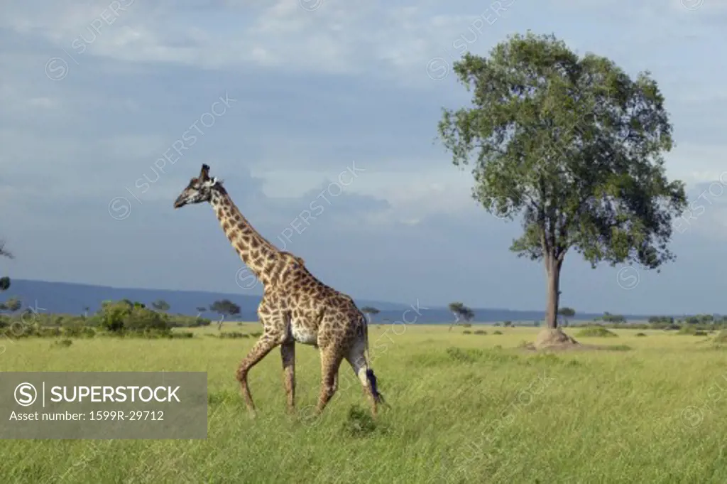 Giraffe in grasslands of Masai Mara near Little Governor's camp in Kenya, Africa