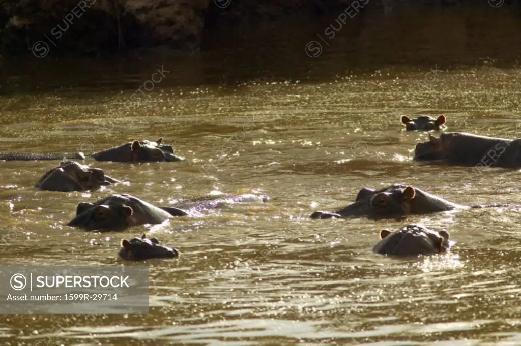 Hippopotamuses in pool of water in Masai Mara near Little Governor's camp in Kenya, Africa