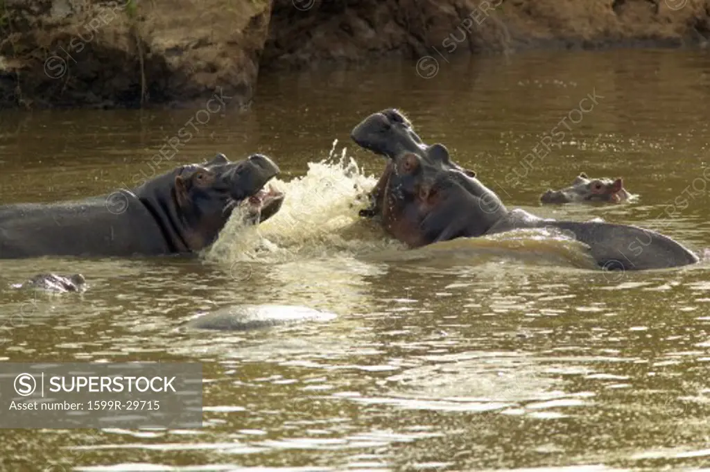 Hippopotamuses in pool of water with mouth opened in Masai Mara near Little Governor's camp in Kenya, Africa