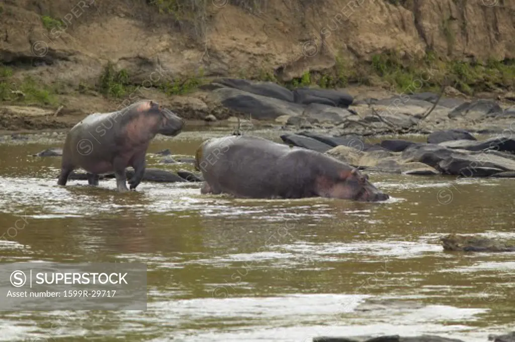Hippopotamuses in pool of water in Masai Mara near Little Governor's camp in Kenya, Africa