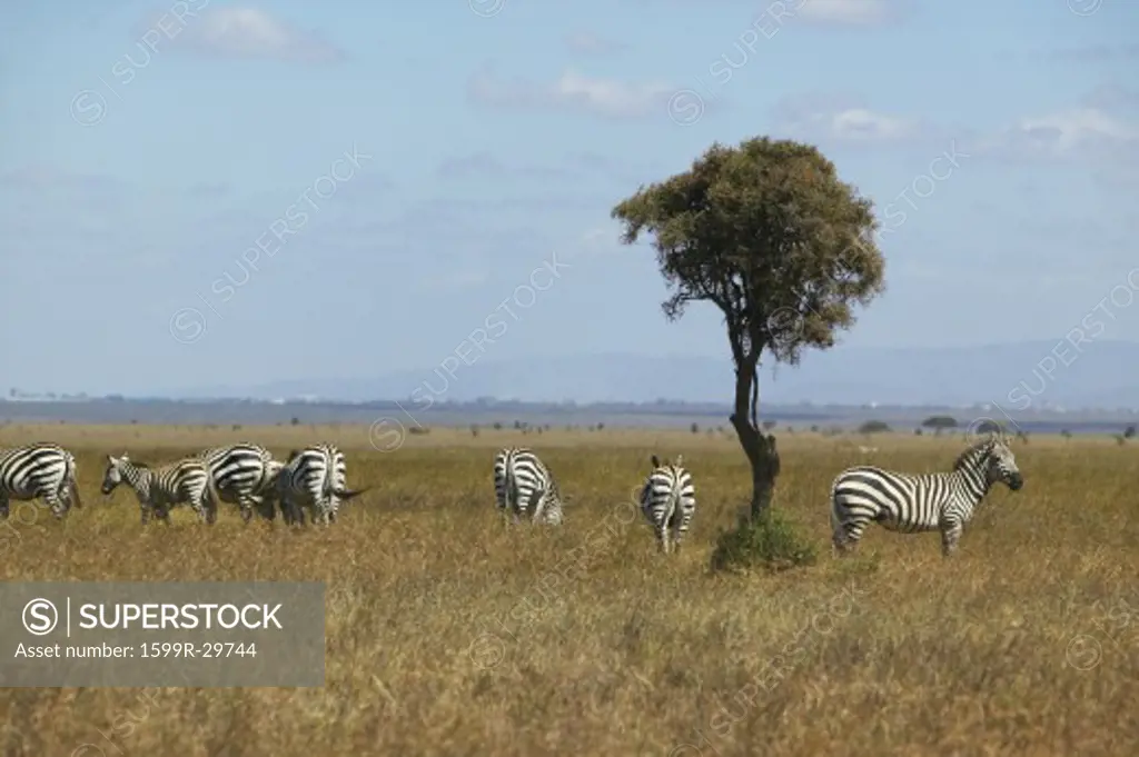 Zebra and Acacia tree in Nairobi National Park, Nairobi, Kenya, Africa