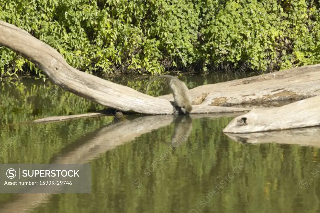 Monkey drinking water in Nairobi National Park, Nairobi, Kenya, Africa