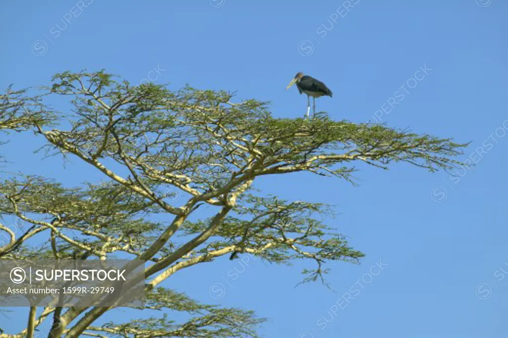 Bird in tree in Nairobi National Park, Nairobi, Kenya, Africa