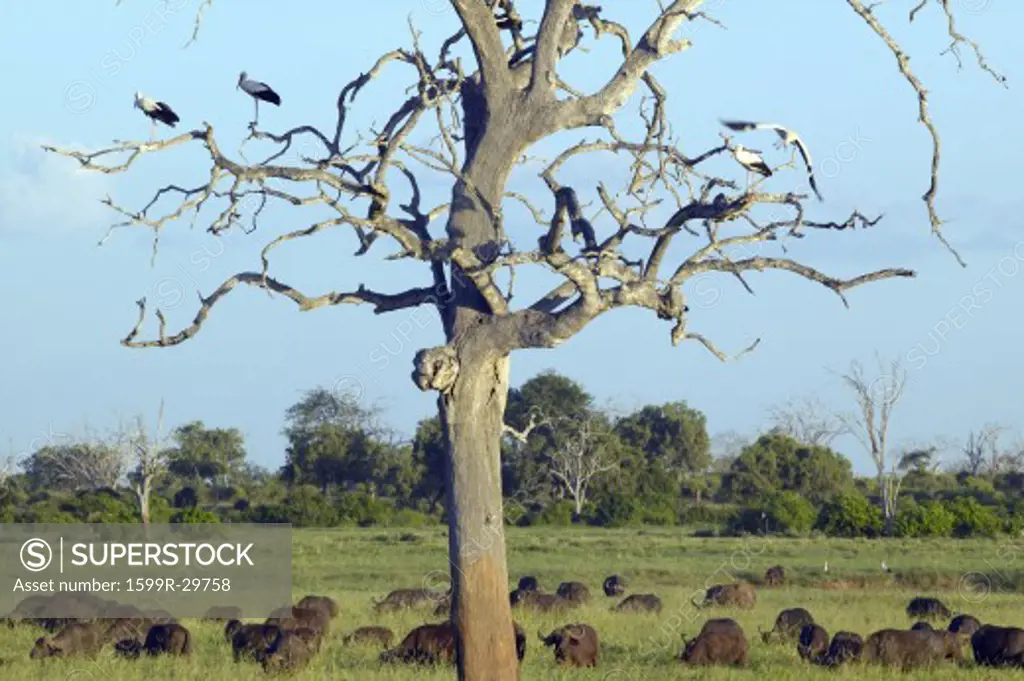 European storks in tree and cape buffalo at sunset in Tsavo National park, Kenya, Africa