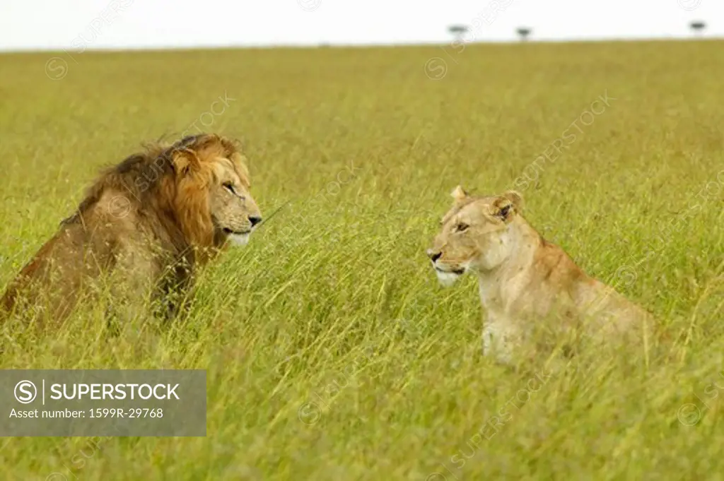 Male and female lion in grasslands of Masai Mara near Little Governor's Camp in Kenya, Africa