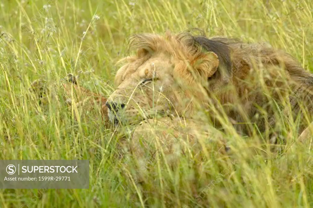 Male lion sleeping with head on female in grasslands of Masai Mara near Little Governor's Camp in Kenya, Africa
