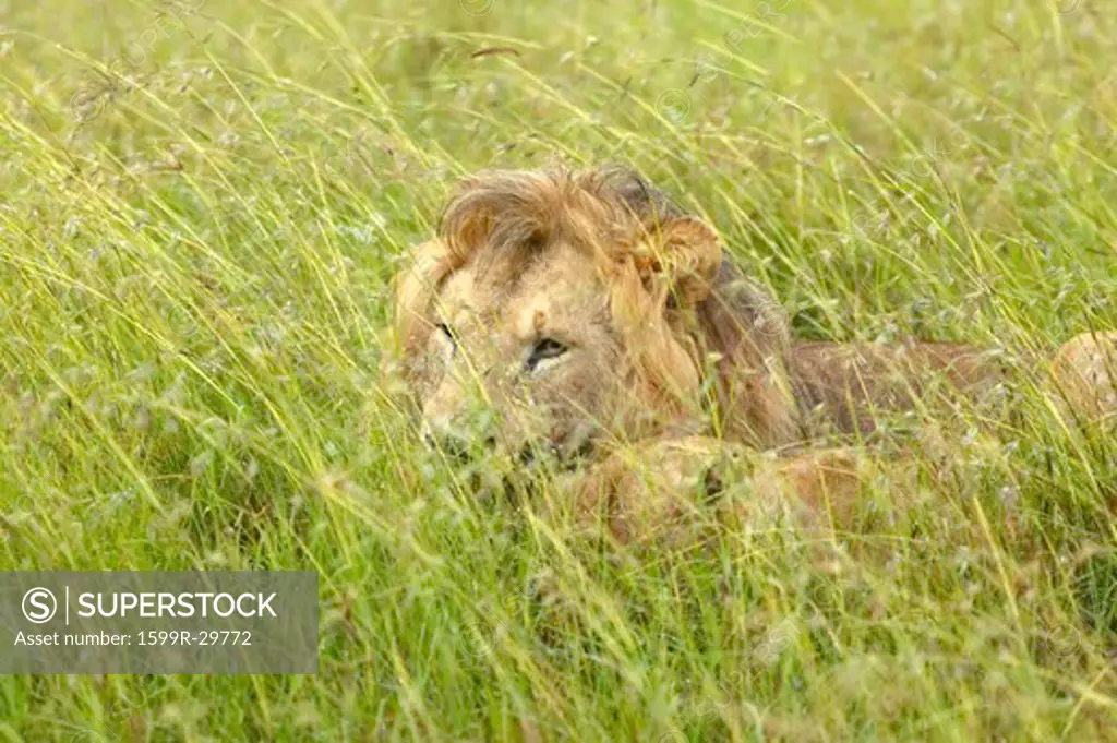 Male lion sleeping in grasslands of Masai Mara near Little Governor's Camp in Kenya, Africa