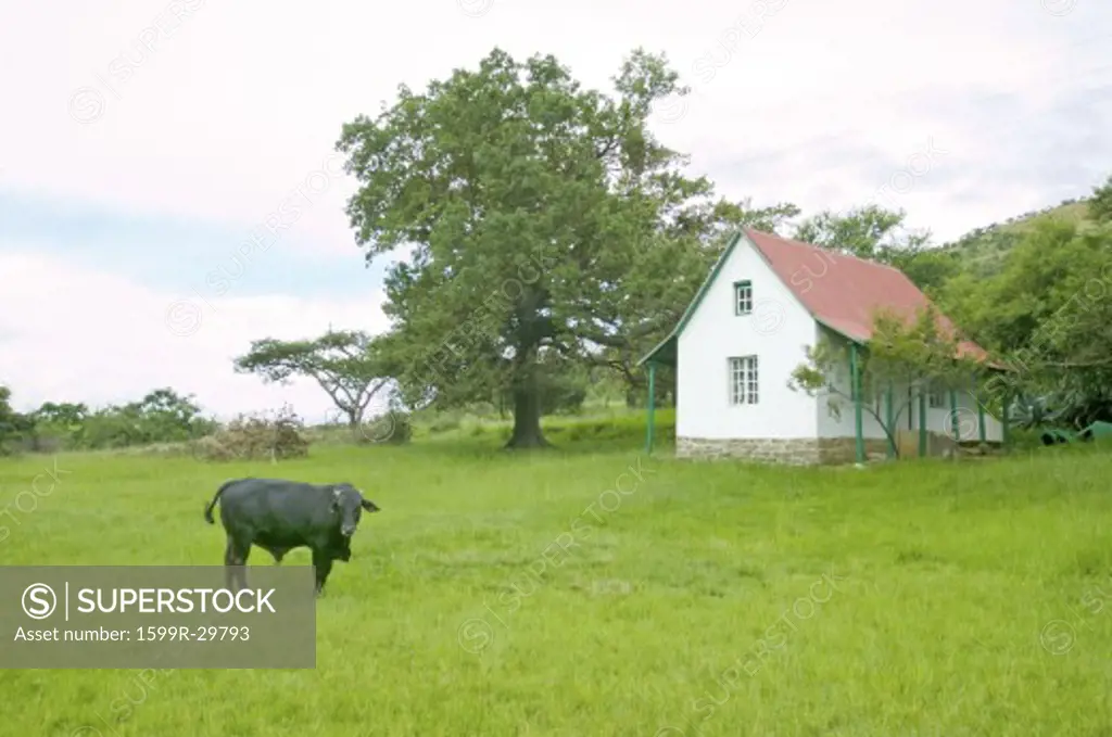 House and cow at site of  Rorke's Drift/Shiyani Battlefield, where on January 22, 1879, Anglo Zulu war was fought in KwaZulu-Natal, Zululand, South Africa