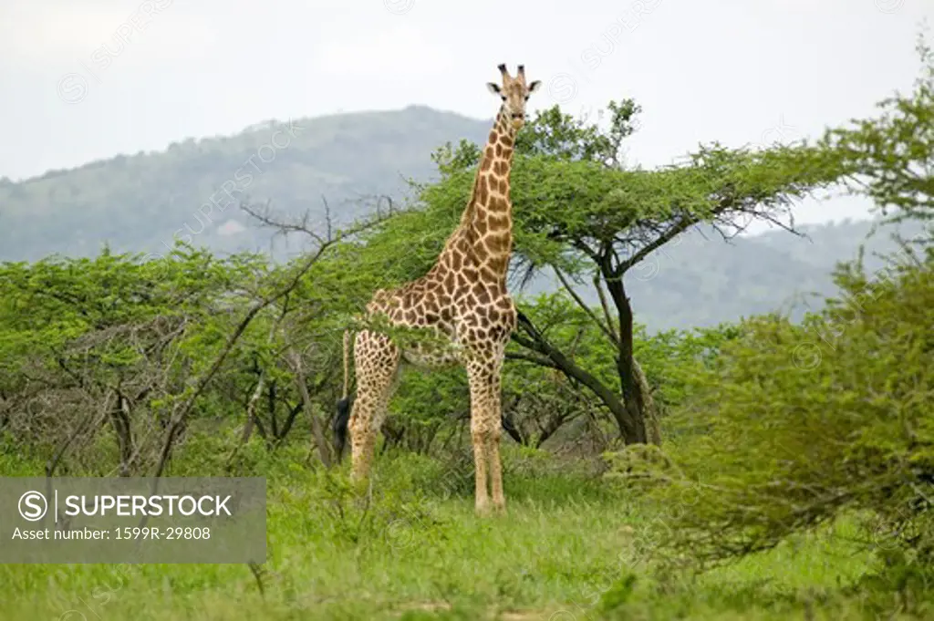 Giraffe looking into camera in Umfolozi Game Reserve, South Africa, established in 1897