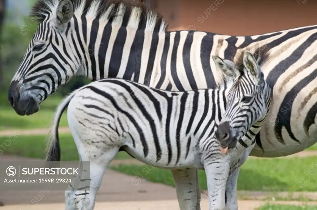 Mother and baby Zebra standing in front of house in Umfolozi Game Reserve, South Africa, established in 1897
