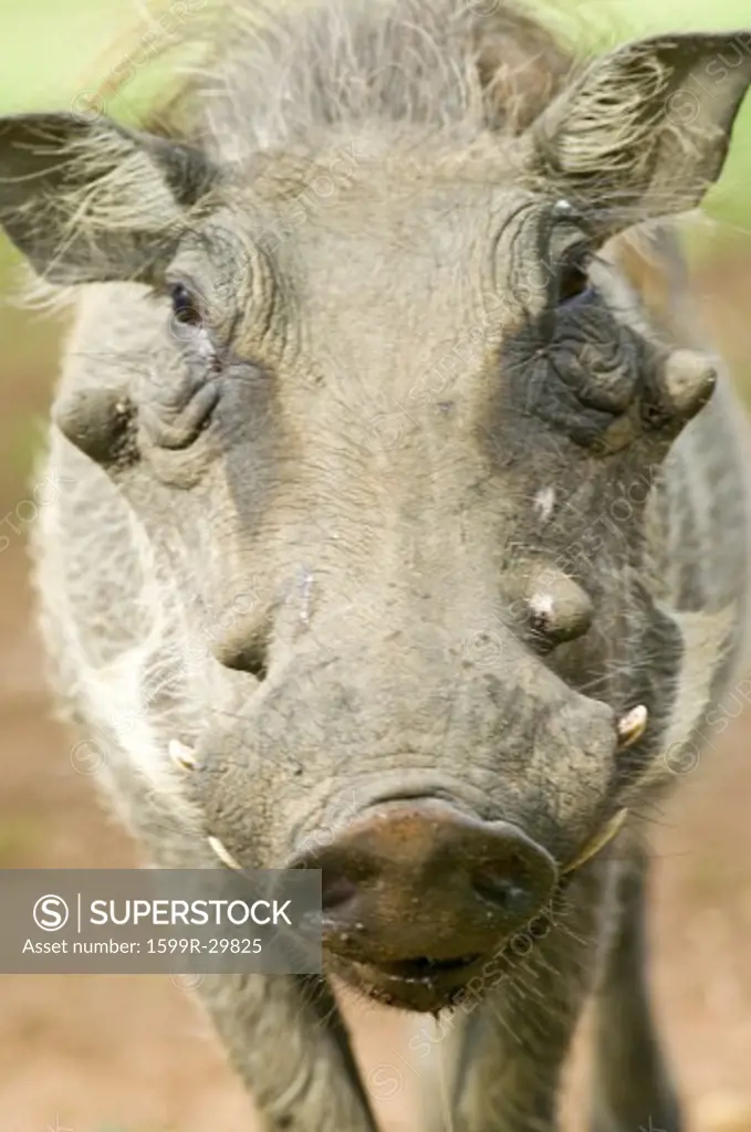 Closeup of face of warthog in Umfolozi Game Reserve, South Africa, established in 1897