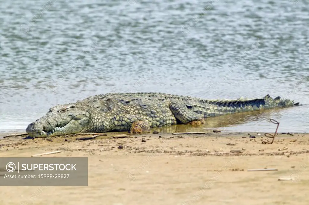 Crocodile in sun at  Greater St. Lucia Wetland Park World Heritage Site, St. Lucia, South Africa