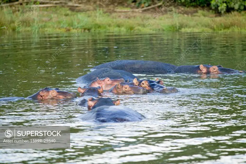 Group of hippos relaxing in water in the Greater St. Lucia Wetland Park World Heritage Site, St. Lucia, South Africa