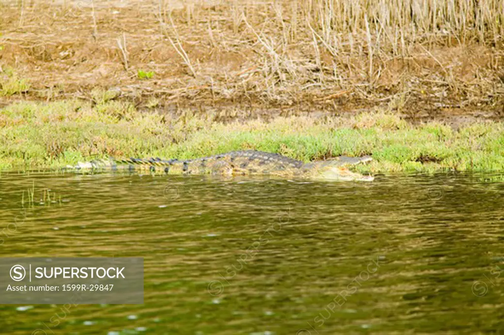 Crocodile bathing in sun at  Greater St. Lucia Wetland Park World Heritage Site, St. Lucia, South Africa