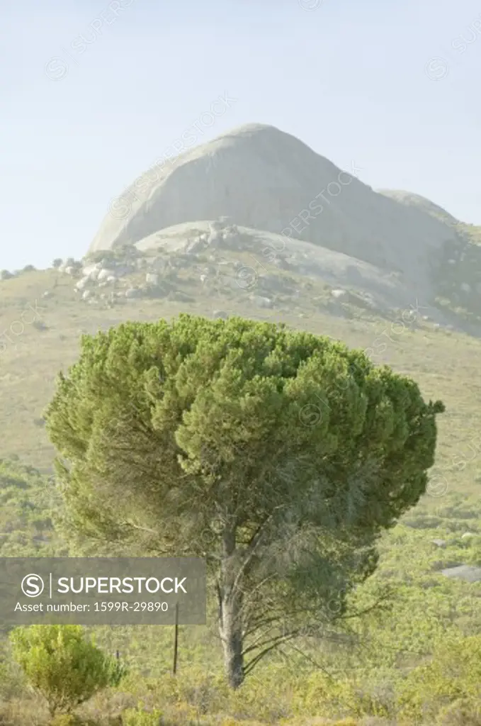 Single tree and mountain in Stellenbosch wine region, outside of  Cape Town, South Africa