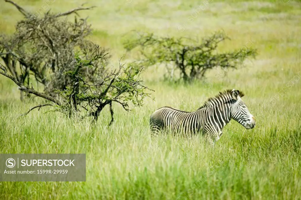 Common Zebra in green grass of Lewa Conservancy, North Kenya, Africa
