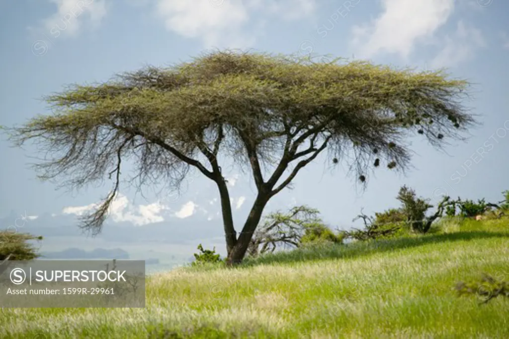 Acacia tree and green grass of Lewa Conservancy with Mnt. Kenya in background, North Kenya, Africa