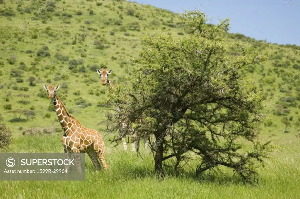 Two Masai Giraffe stair into camera head-on at the Lewa Wildlife Conservancy, North Kenya, Africa